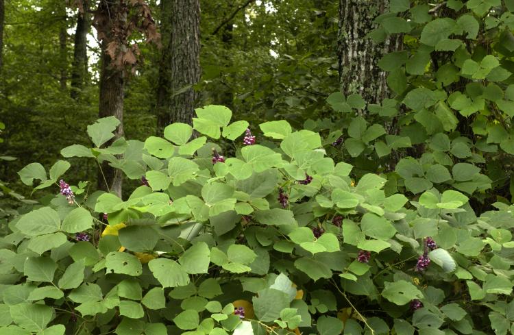 Kudzu leaves and vine