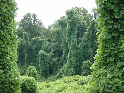 Kudzu Invasion